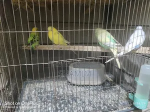 বাজিগর এবং ককাটেল পাখি