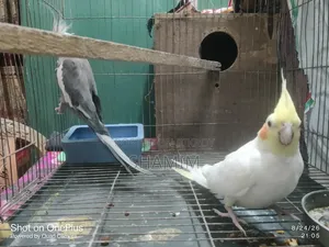 বাজিগর এবং ককাটেল পাখি