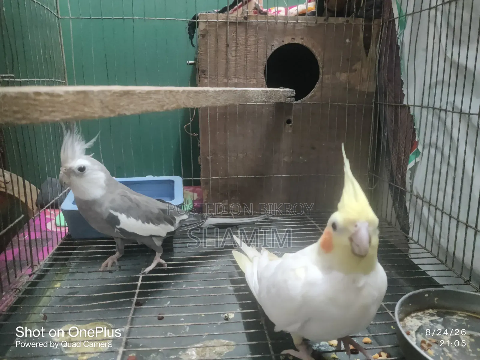 বাজিগর এবং ককাটেল পাখি