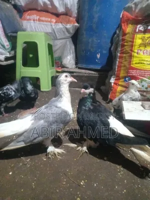 সিরাজি কবুতর