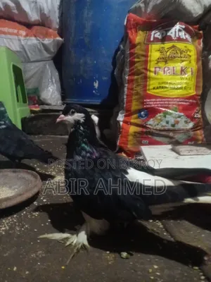 সিরাজি কবুতর