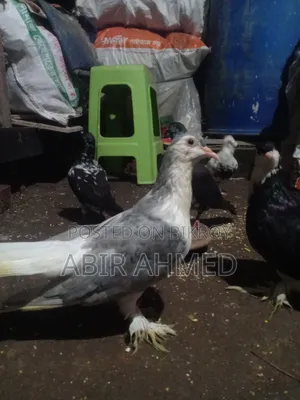 সিরাজি কবুতর