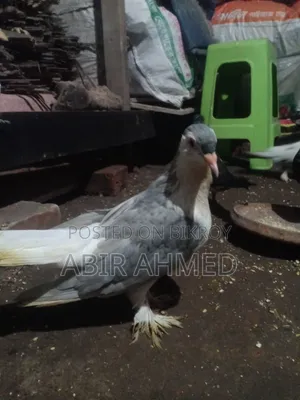 সিরাজি কবুতর