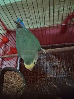 Lovebird Adult Male Sell Hobe