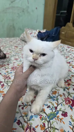 ১+ বছরের ফিমেল পিওরব্রেড পার্সিয়ান