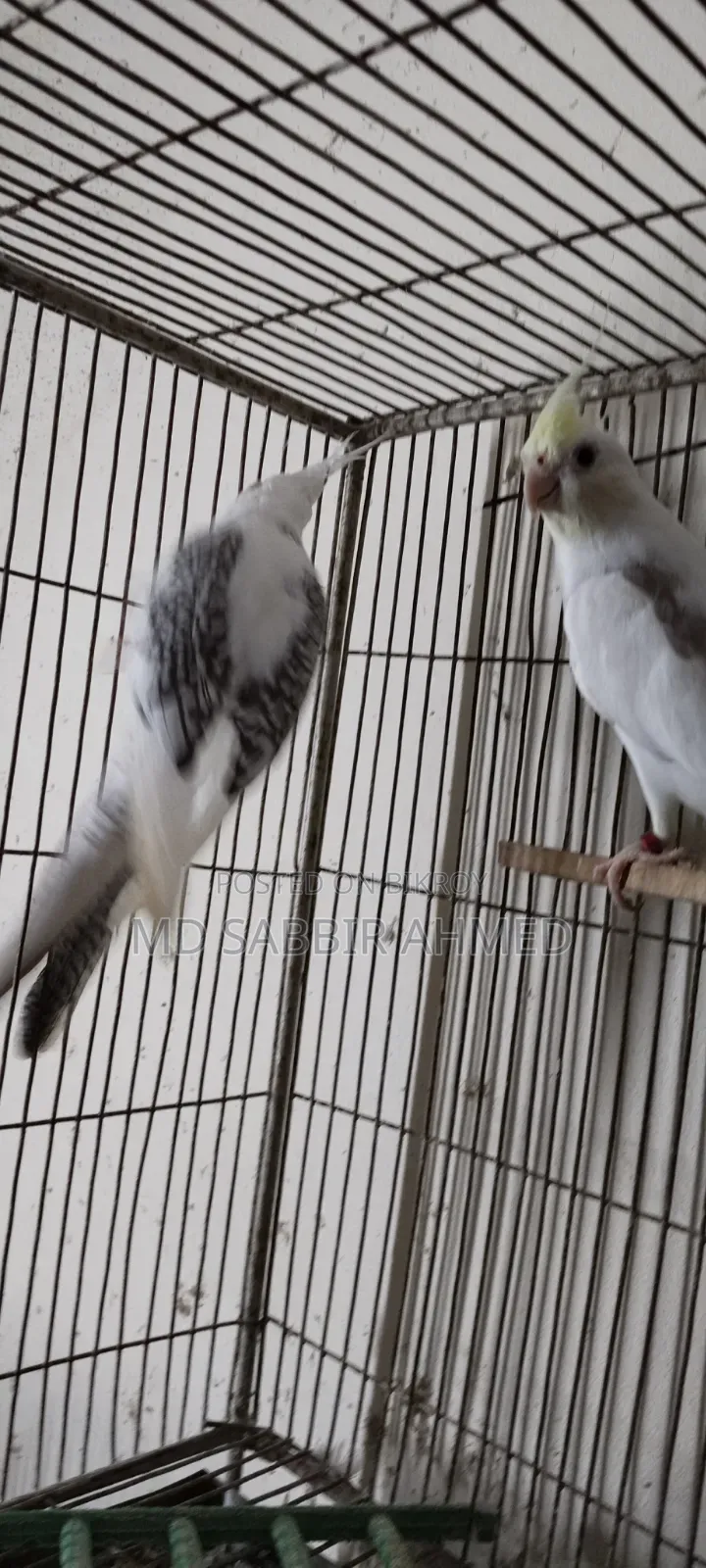 Cockatiel Birds