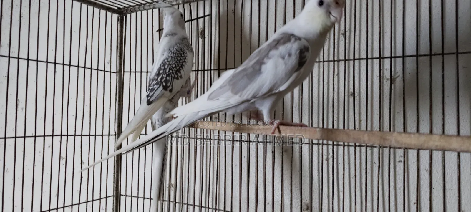 Cockatiel Birds