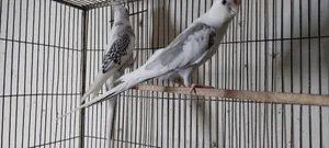 Cockatiel Birds