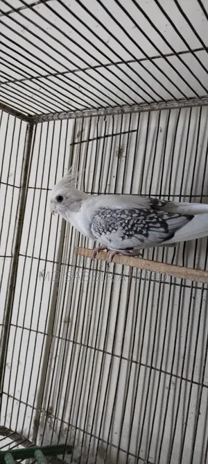Cockatiel Birds