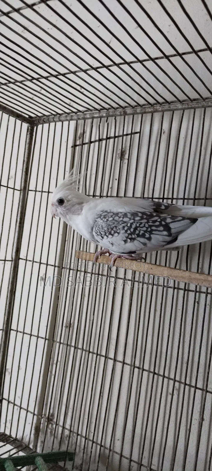 Cockatiel Birds