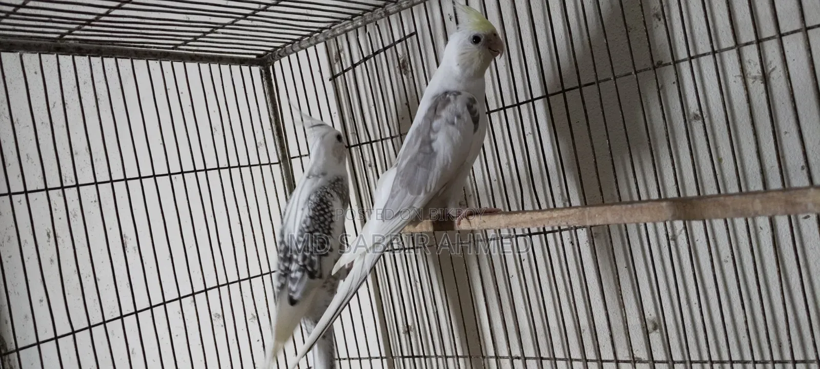Cockatiel Birds