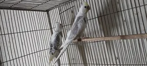 Cockatiel Birds