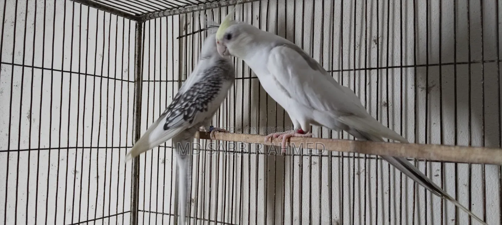 Cockatiel Birds