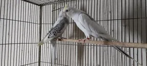 Cockatiel Birds
