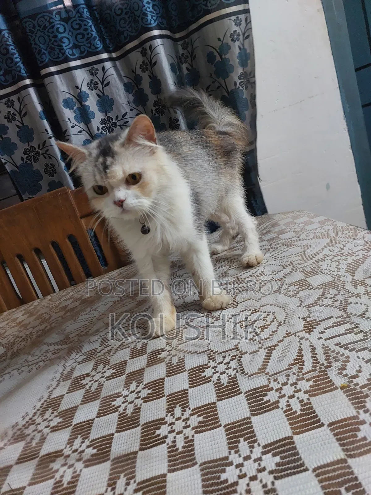 ১+ বছরের ফিমেল পিওর ব্রিড পার্সিয়ান বিড়াল