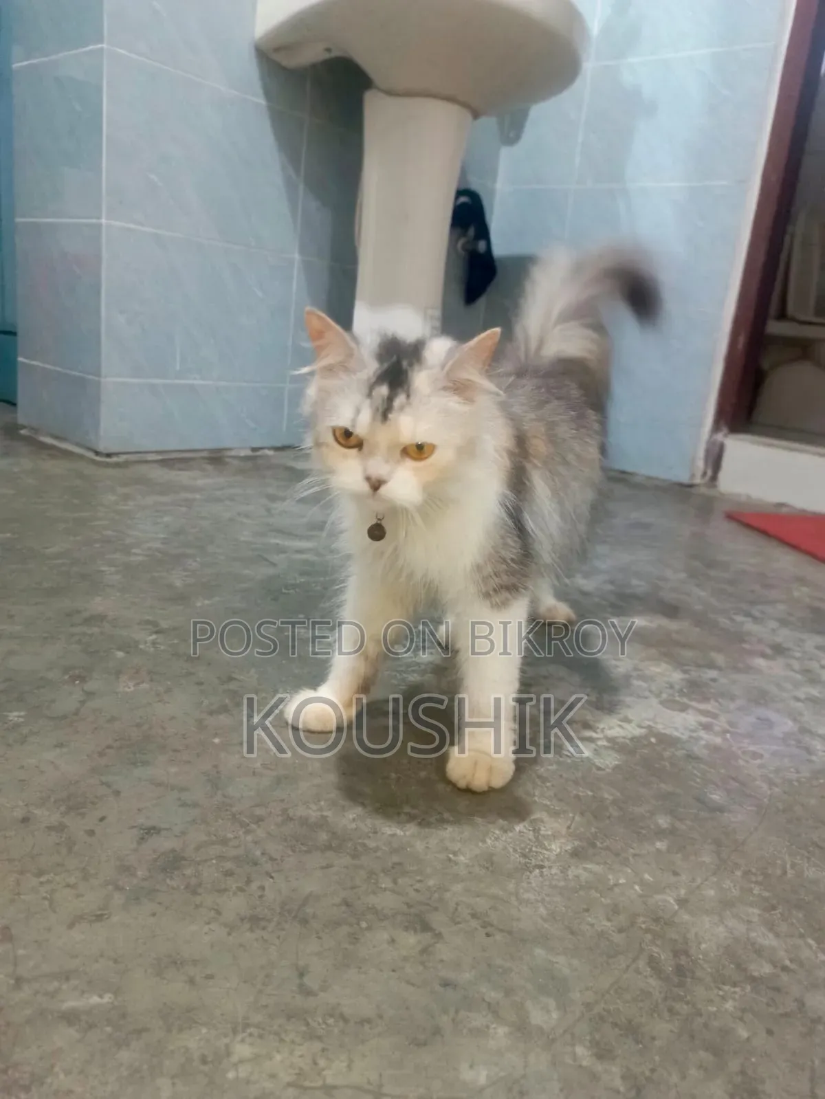 ১+ বছরের ফিমেল পিওর ব্রিড পার্সিয়ান বিড়াল