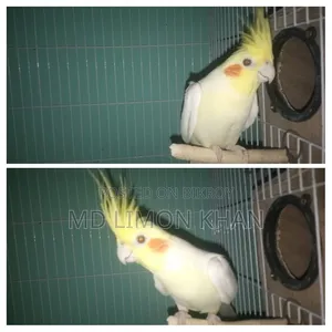ককটেল পাখি