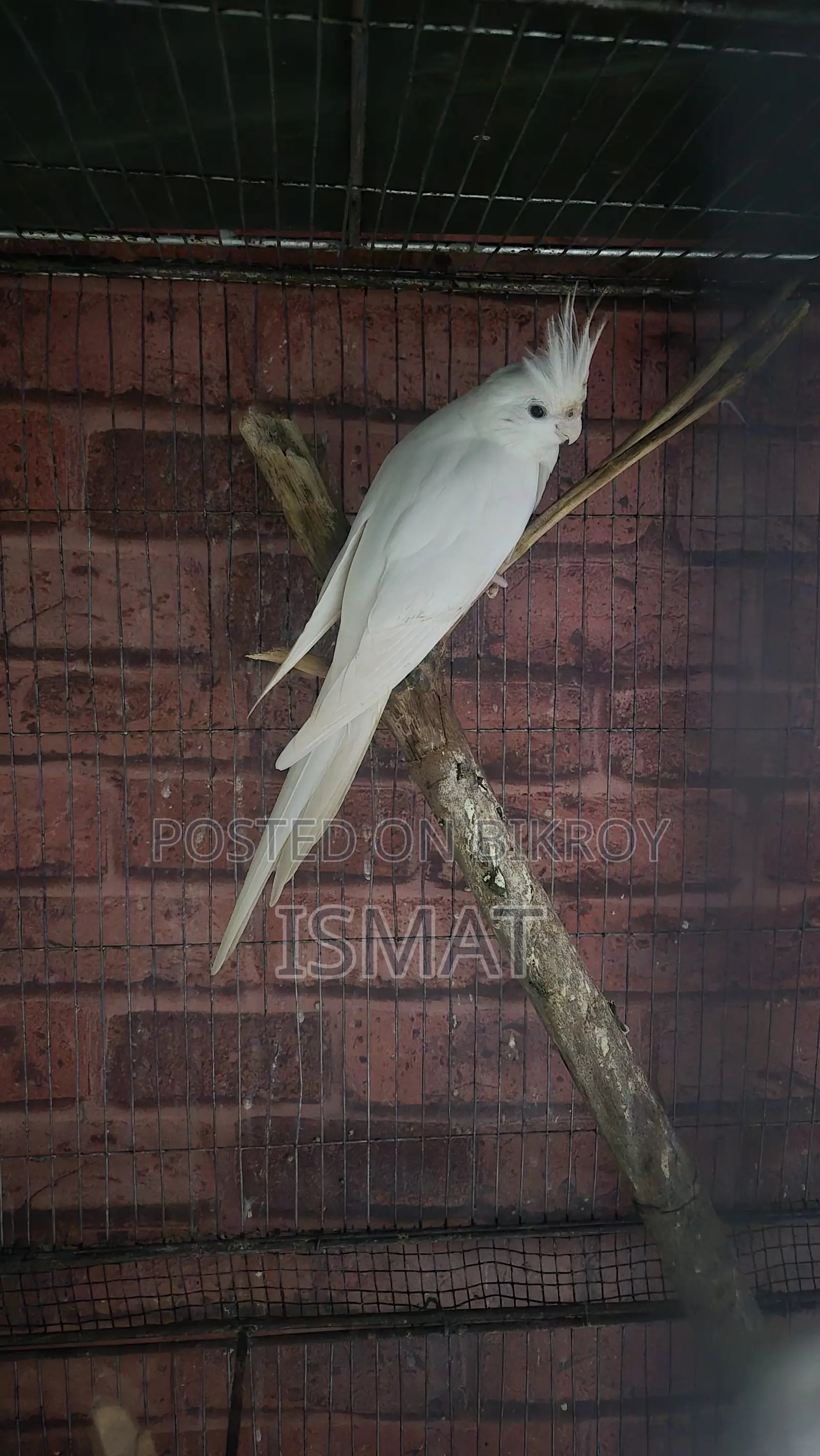 ককটেল পাখি