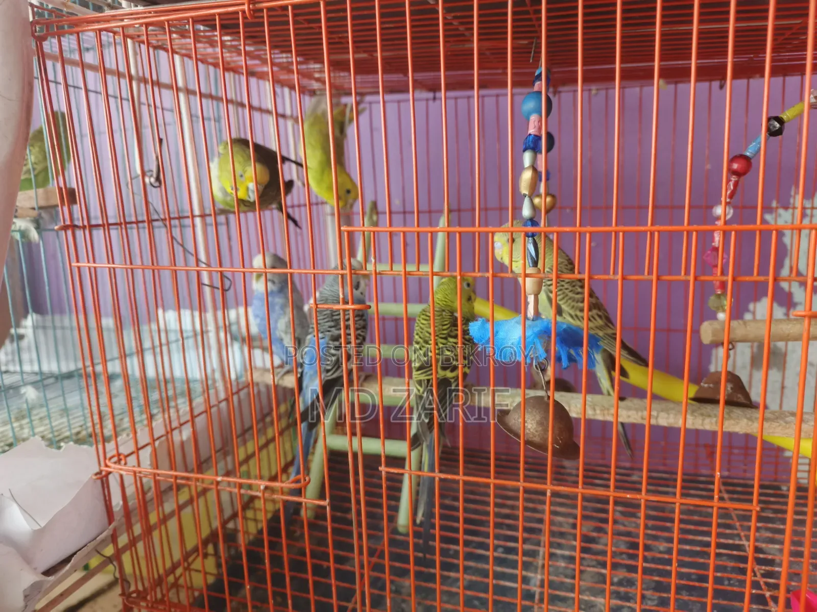 বাজিগর পাখি বিক্রয়