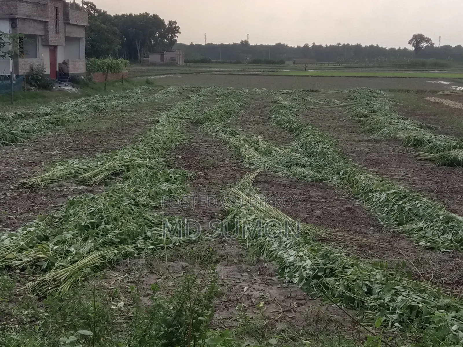 A land of two kathas is for sale. At a very low price. Beside the road.