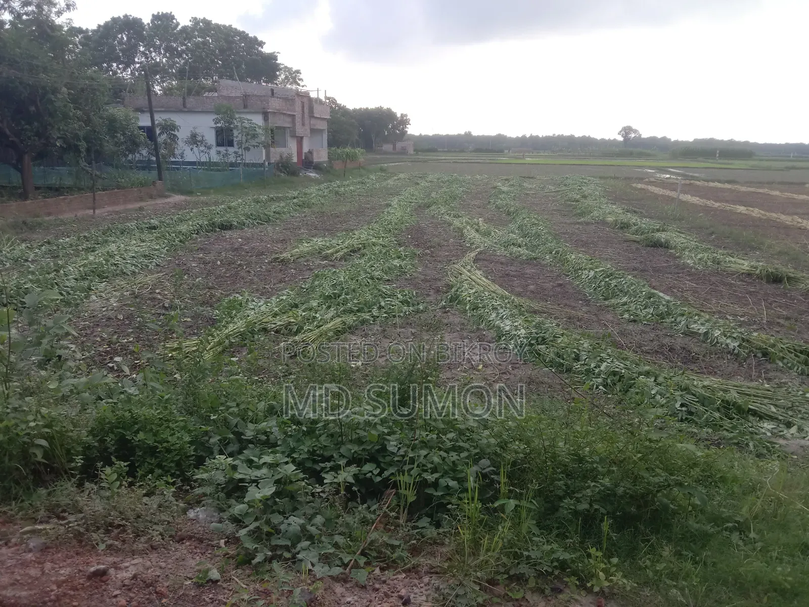 A land of two kathas is for sale. At a very low price. Beside the road.