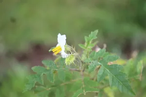 Canon 600d