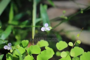 Canon 600d