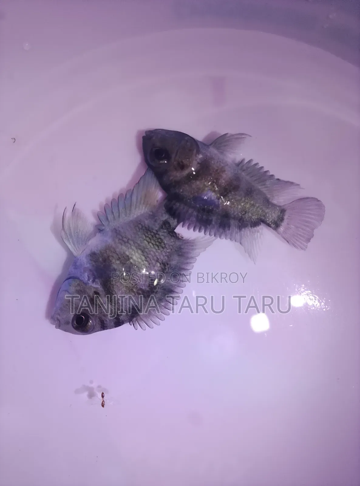 Polar Parrot Fish