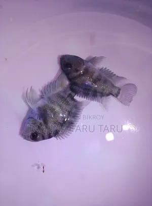 Polar Parrot Fish