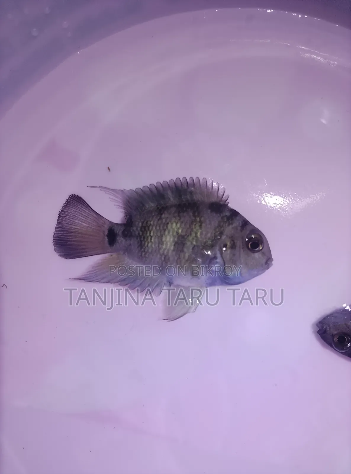 Polar Parrot Fish