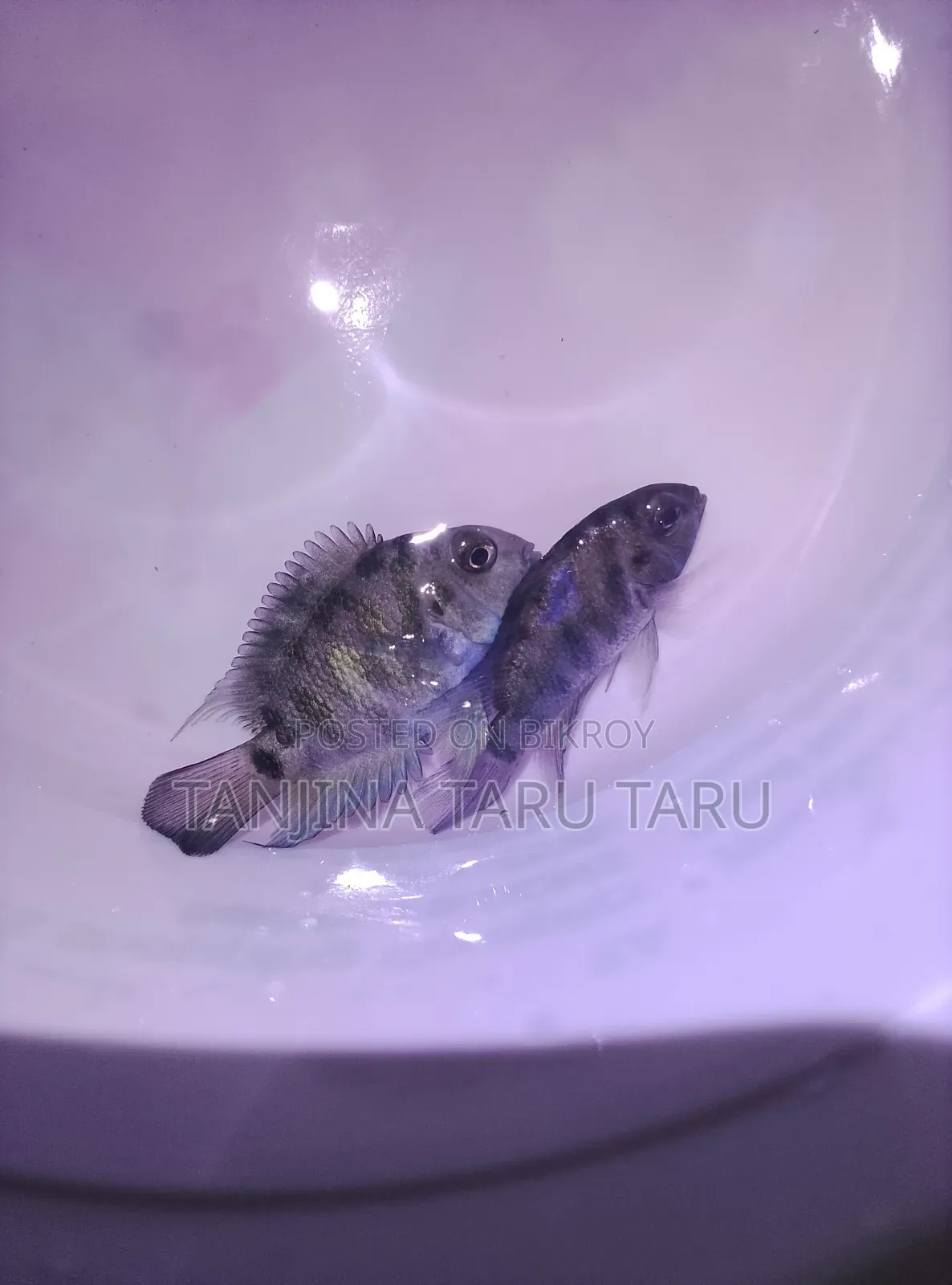 Polar Parrot Fish