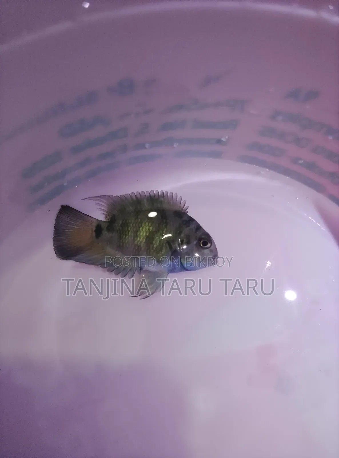 Polar Parrot Fish
