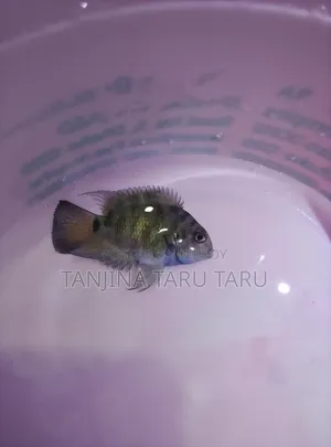 Polar Parrot Fish