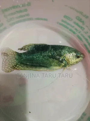 Polar Parrot Fish