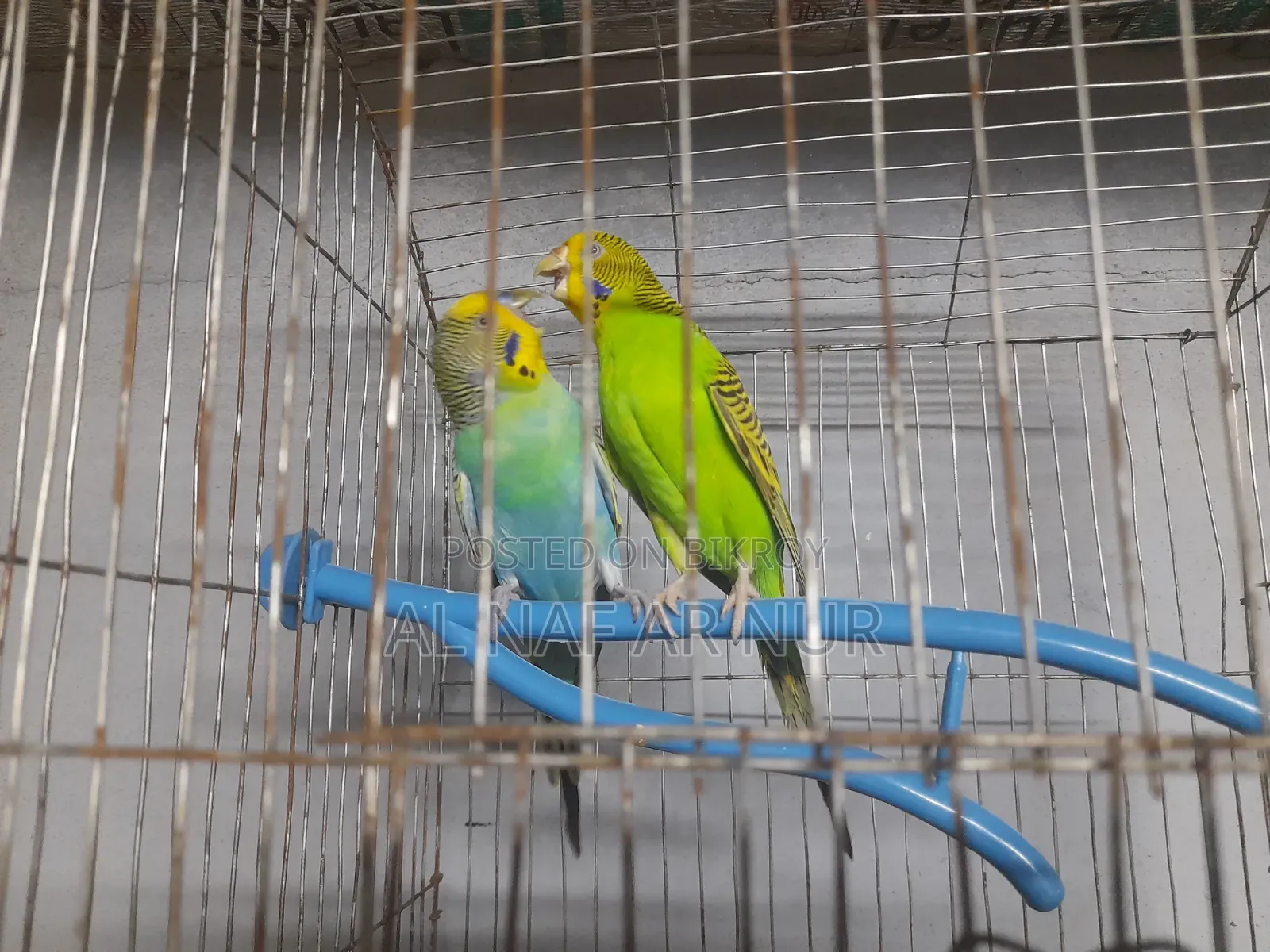 Running Budgies Bird for Sale Ready to Lay Eggs