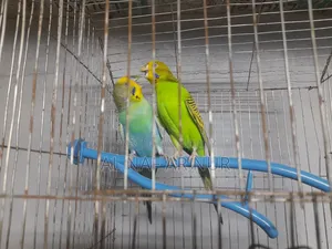 Running Budgies Bird for Sale Ready to Lay Eggs