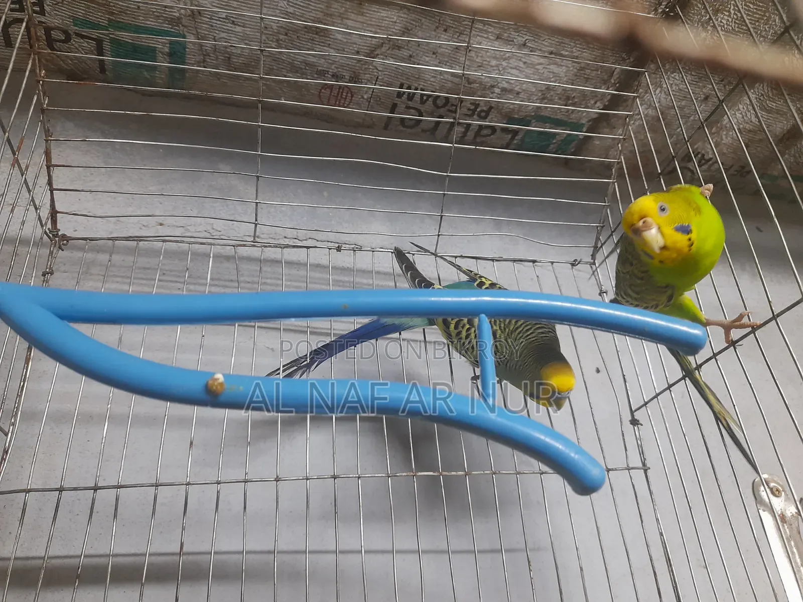 Running Budgies Bird for Sale Ready to Lay Eggs