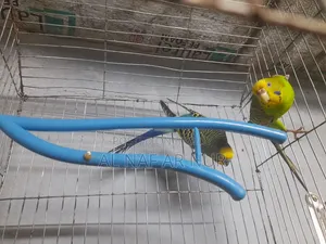 Running Budgies Bird for Sale Ready to Lay Eggs