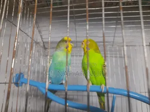 Running Budgies Bird for Sale Ready to Lay Eggs