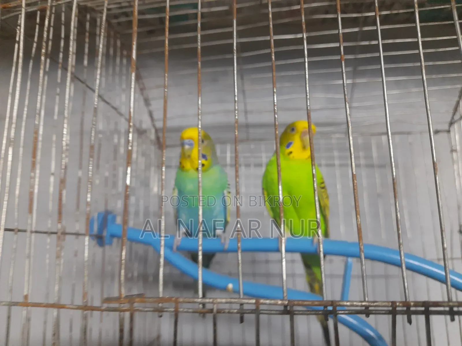 Running Budgies Bird for Sale Ready to Lay Eggs