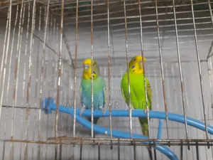 Running Budgies Bird for Sale Ready to Lay Eggs
