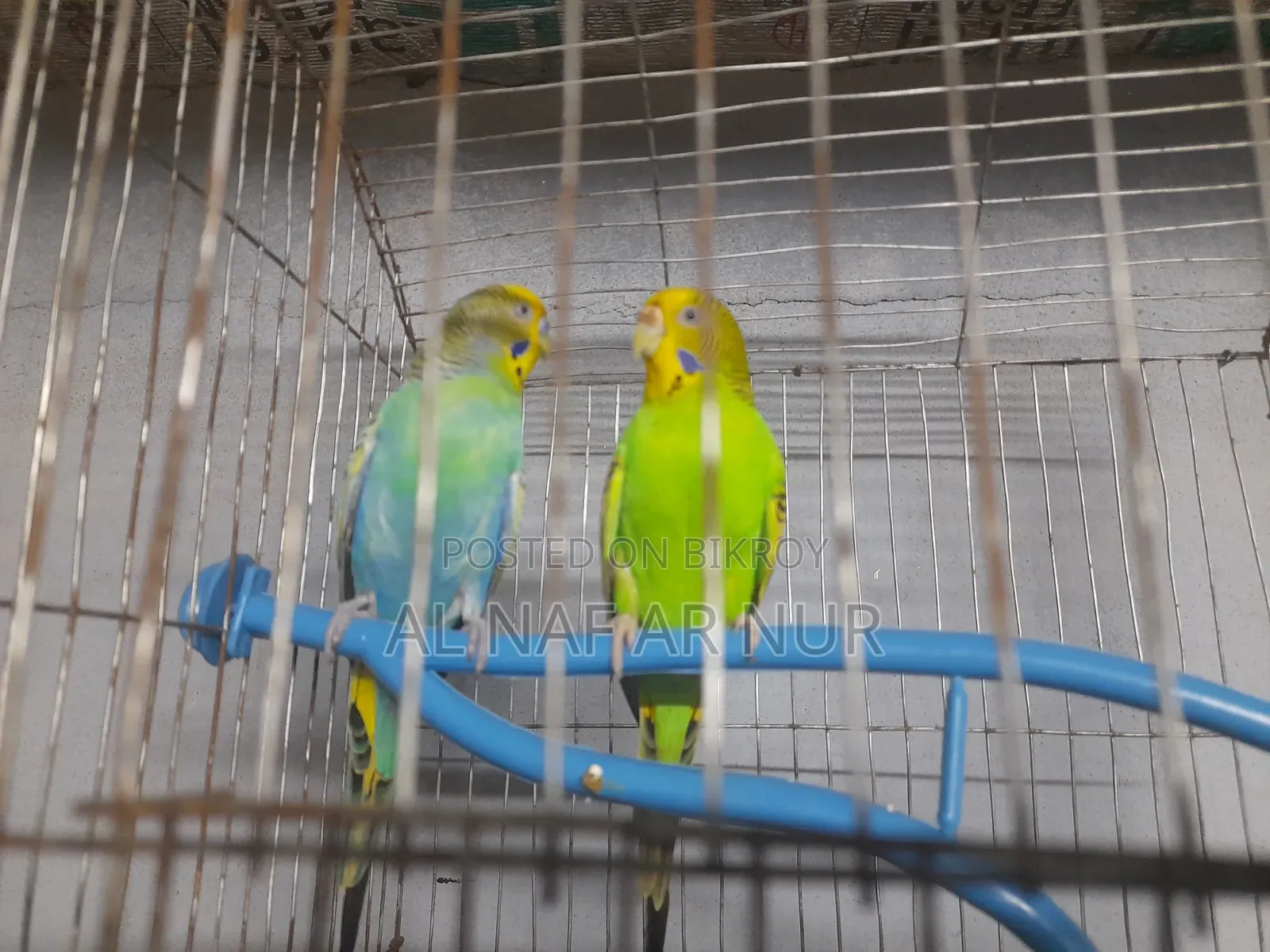 Running Budgies Bird for Sale Ready to Lay Eggs