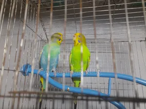 Running Budgies Bird for Sale Ready to Lay Eggs