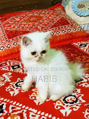 ১-৩ মাসের পুরুষ খাঁটি পার্সিয়ান