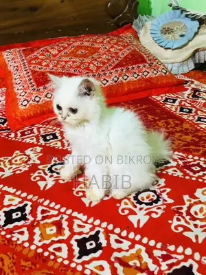 ১-৩ মাসের পুরুষ খাঁটি পার্সিয়ান