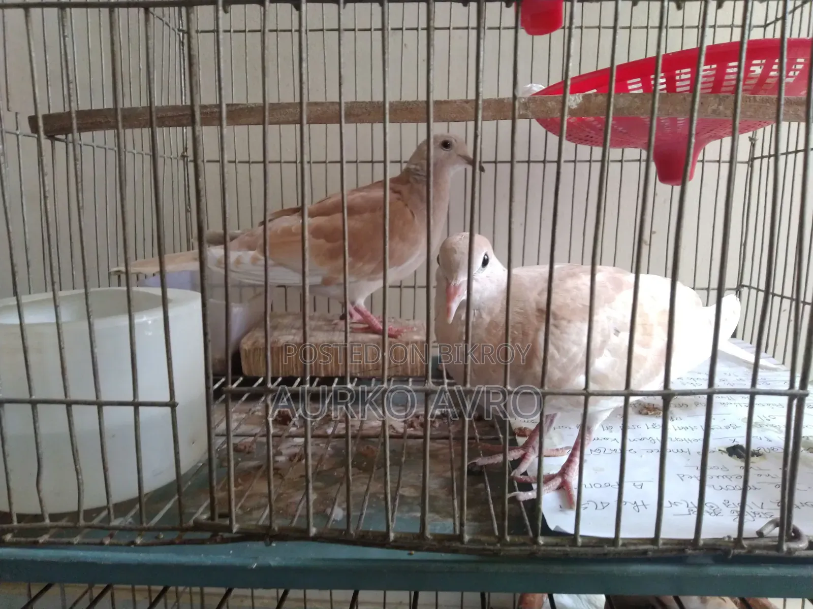 Australian Dove Bird