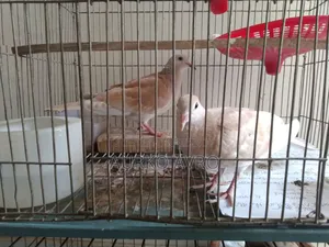 Australian Dove Bird