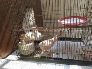 Australian Dove Bird