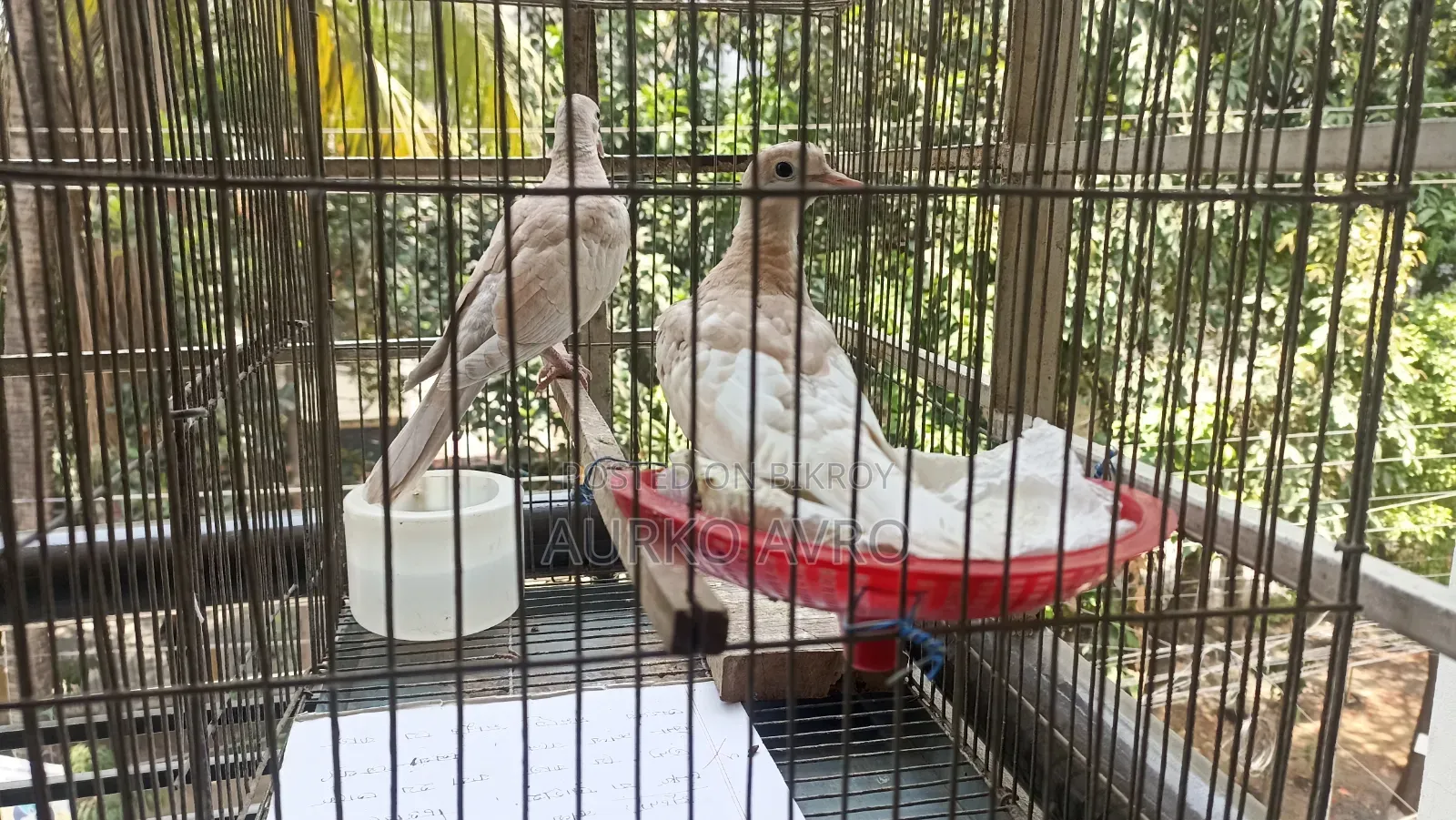 Australian Dove Bird