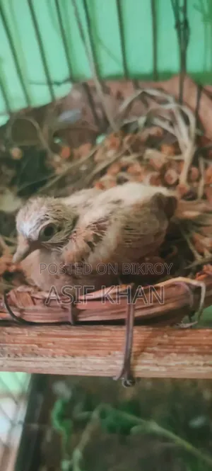 Want to buy running Diamond Dove and Budgerigar
